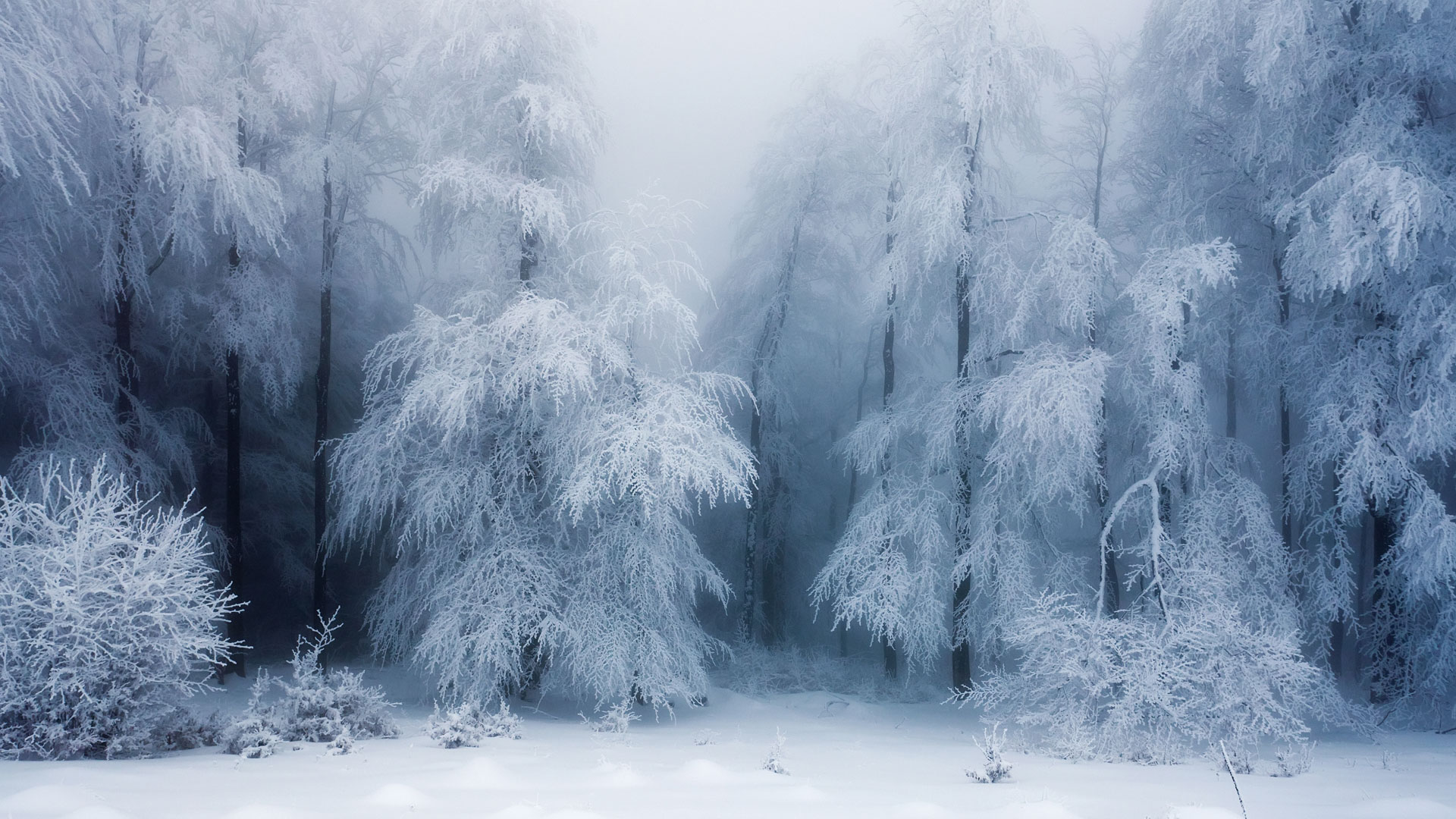 Evgeni Dinev - Frozen Forest